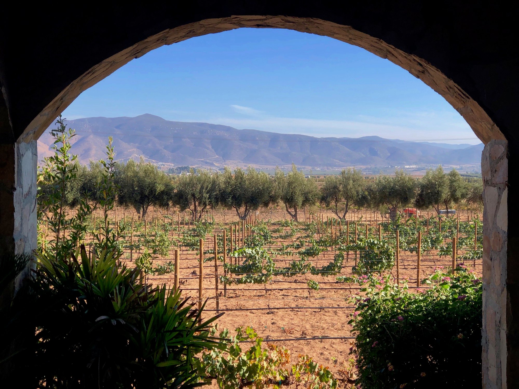 Valle-de-Guadalupe