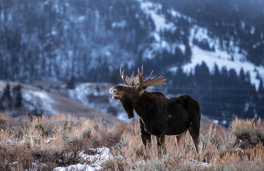 Jackson Hole, Wyoming