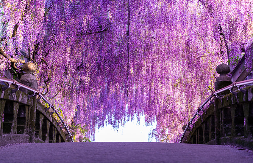 Wisteria tunnels