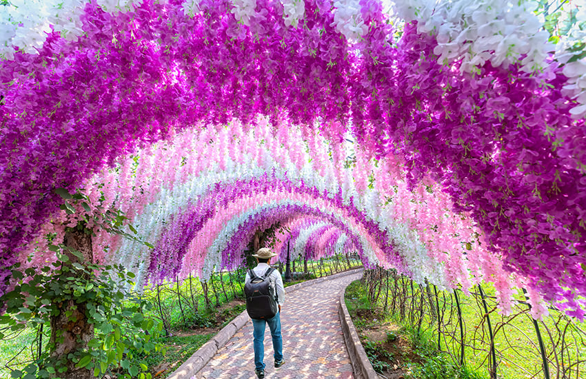 Wisteria tunnels